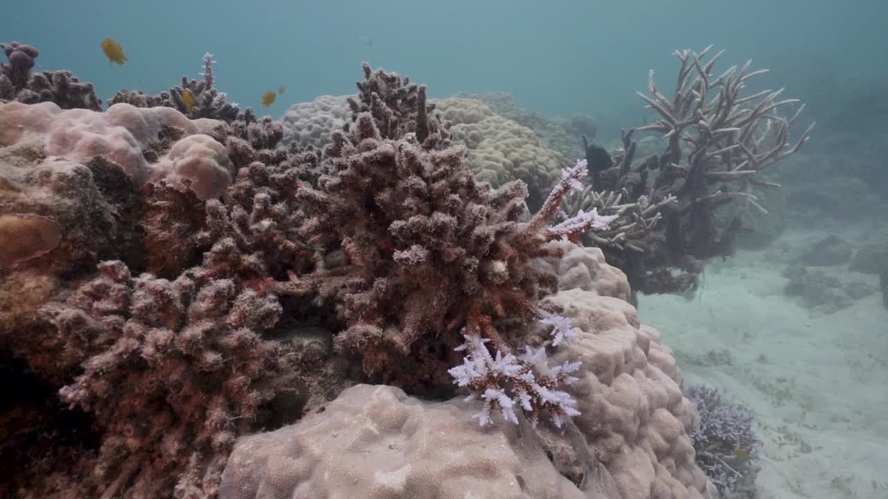 죽은 표백 산호초