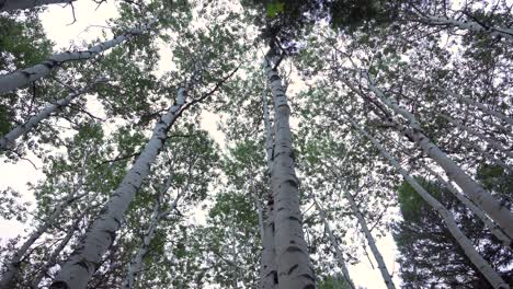 Looking-at-the-tops-of-aspen-trees-before-the-sunrise,-handheld