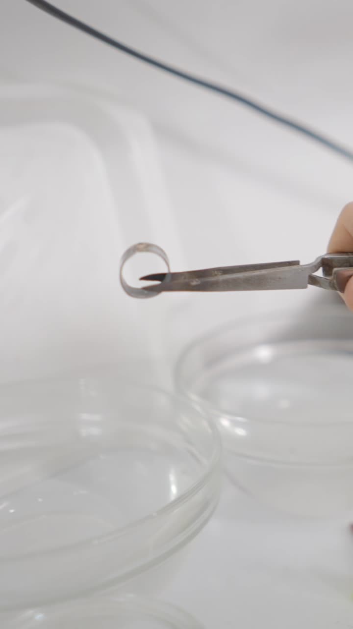 Petri Dishes in a Lab Setting