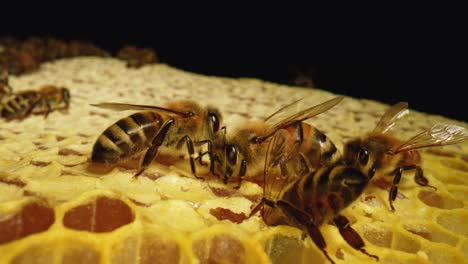 abejas melíferas en el panal