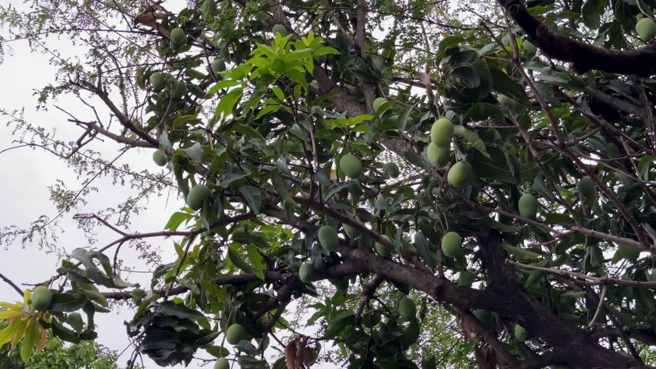 a mango tree branch heavy with unripe, green mangoes, green color of the mangoes signifies that they are not yet ripe and possess a characteristic tangy and sour taste