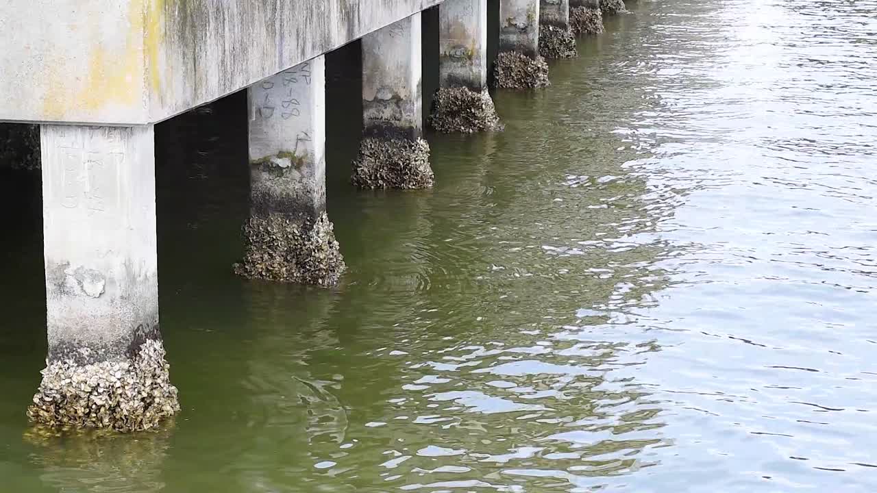 해변에서 벽에 홍합