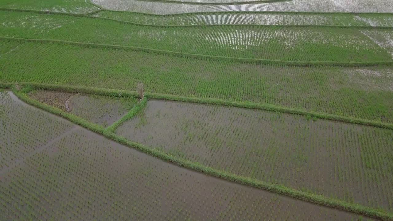 revelar una vista de pájaro de un campo de arroz lleno de agua y plantado con una planta de arroz joven