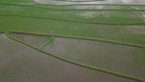 reveal bird eye shot of rice field with full of water and planted with young paddy plant
