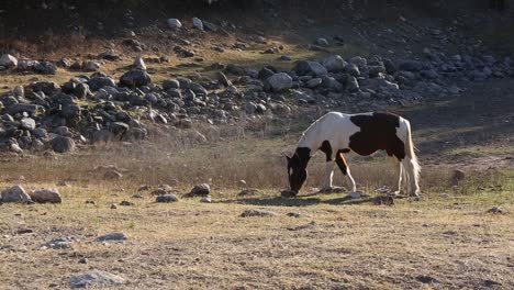 Horse-grazing-at-sunset-in-the-mountains-of-Merlo,-San-Luis,-Argentina