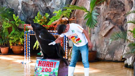 trainer interacts with sea lion in performance