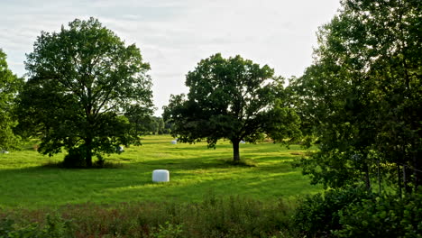 Flug-über-Eine-Gartenmauer-Auf-Eine-Eiche-Zu