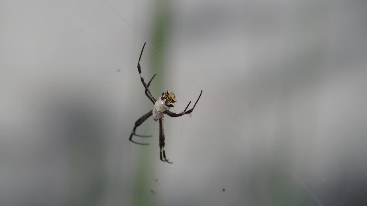 una araña argiope plateada sentada en su telaraña