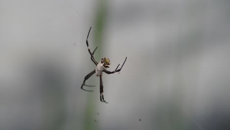 a silver argiope spider  sitting on her web