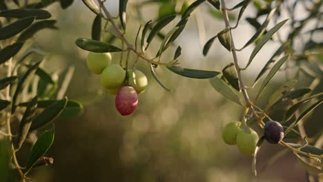 Aceitunas-En-Rama-De-Olivo-En-Un-árbol-Listo-Para-Cosechar