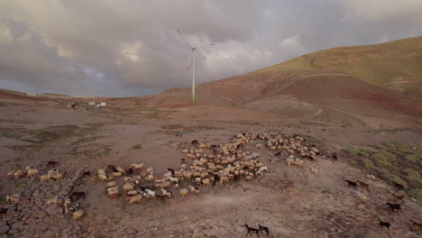 toma aérea de media distancia de un rebaño de ovejas y cabras durante la puesta de sol