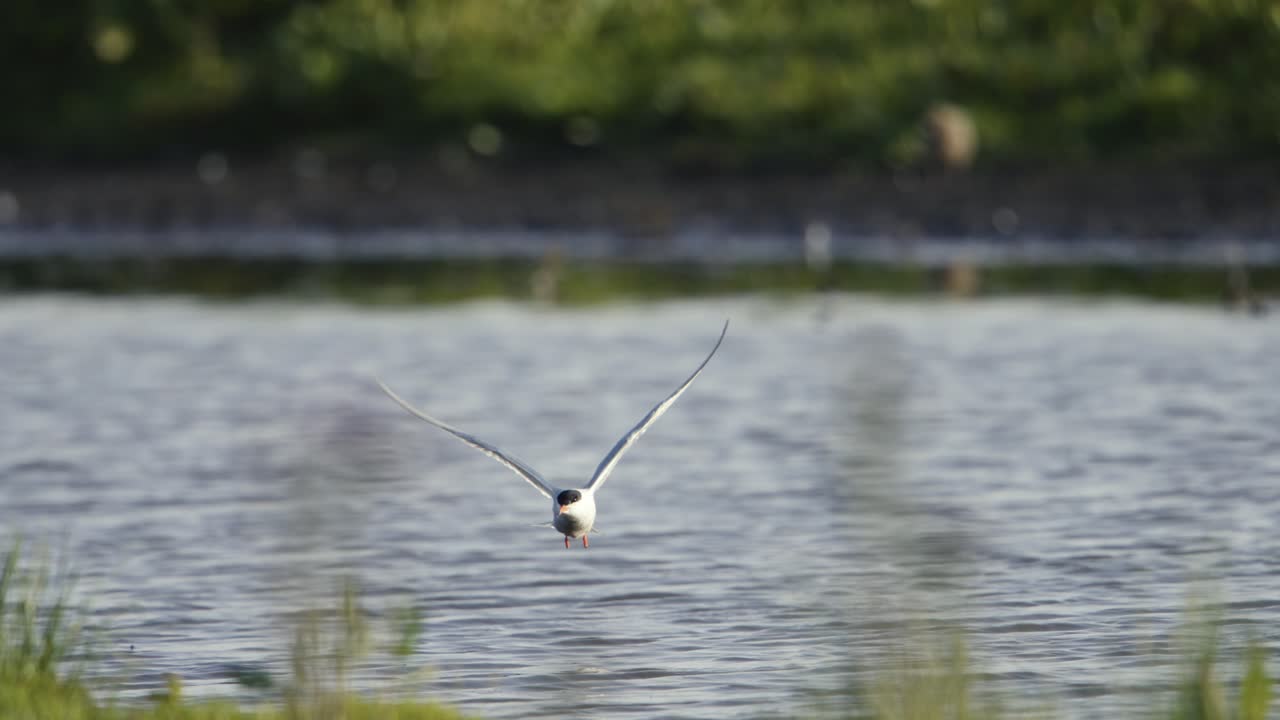 Medium shot of a gull hovering then shaking it self in mid air before flying over a small island