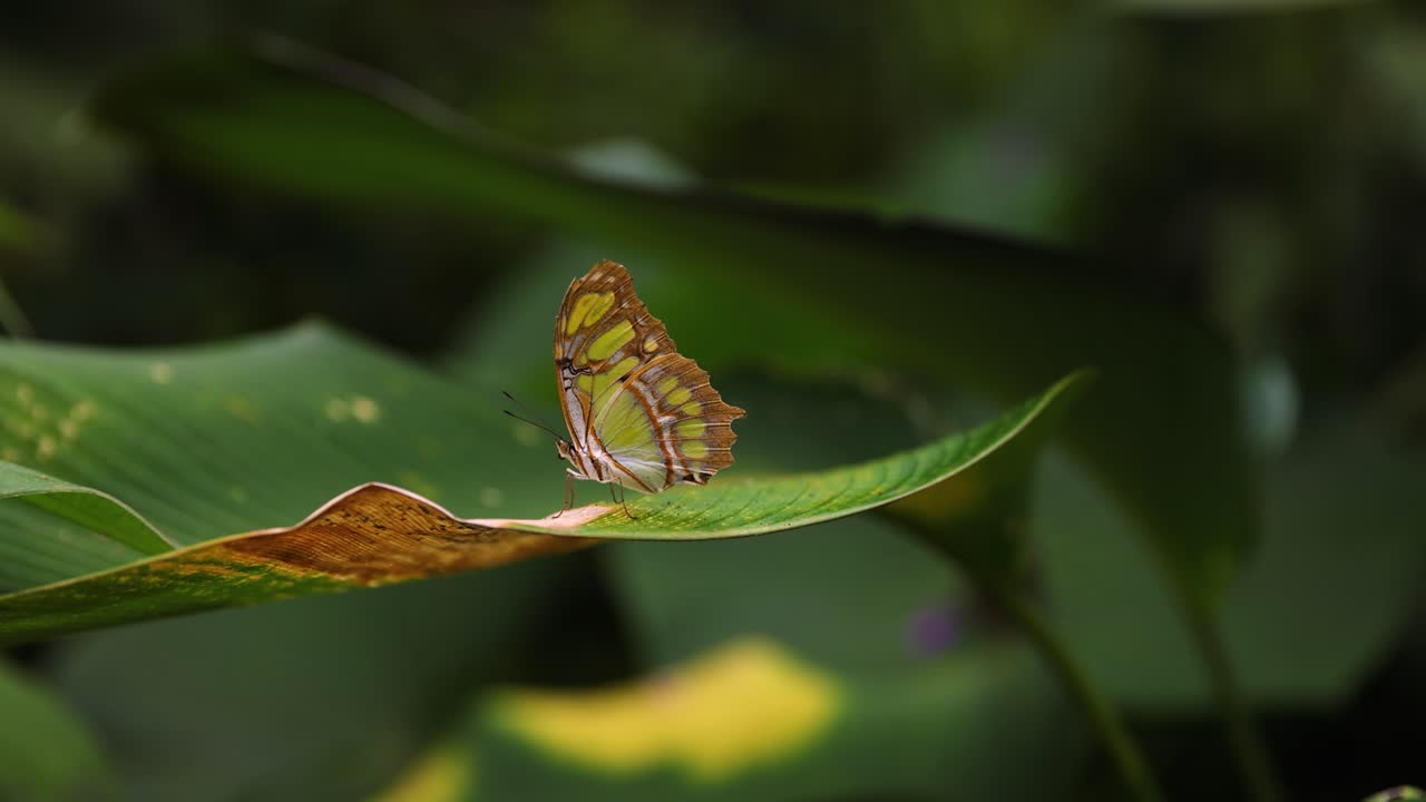Green Malachite Butterfly resting on a leaf, closeup