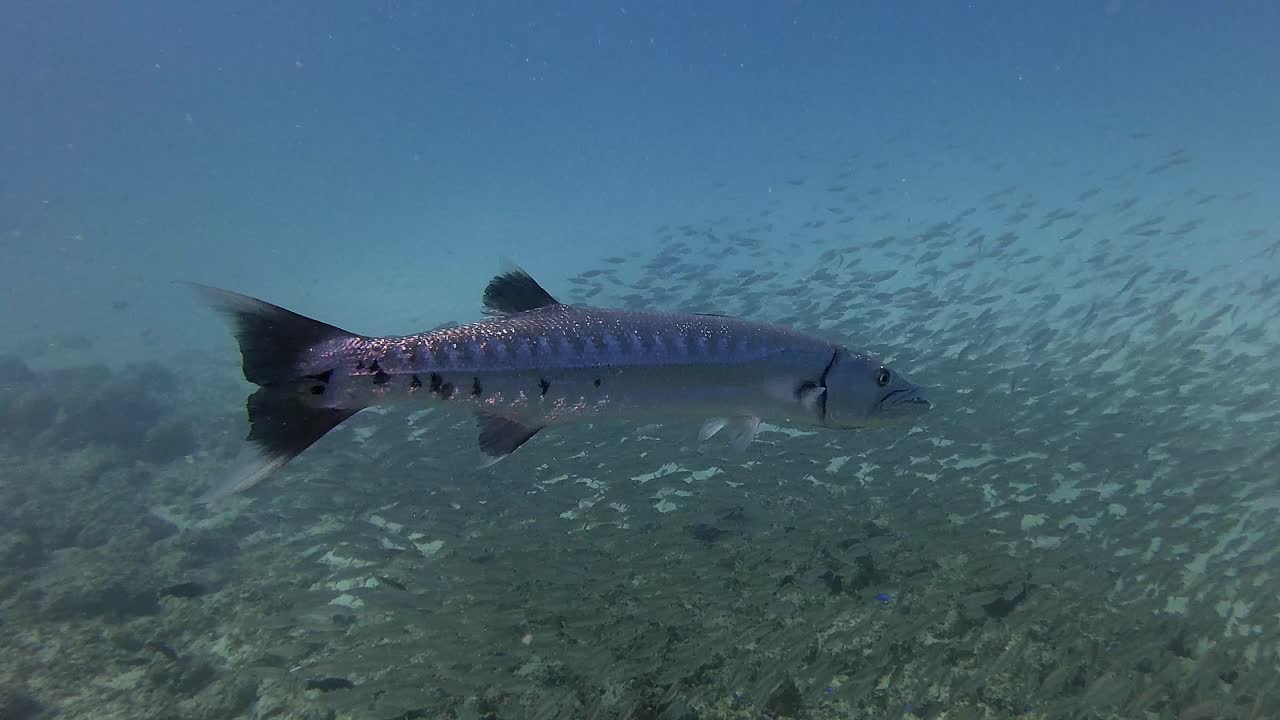 Undervannsopptak av en stor barracuda som svømmer rolig i klart tropisk farvann på Mauritius. Marin naturscene som viser rovfisk i et naturlig havhabitat, ideelt for natur- og reisekonsepter.