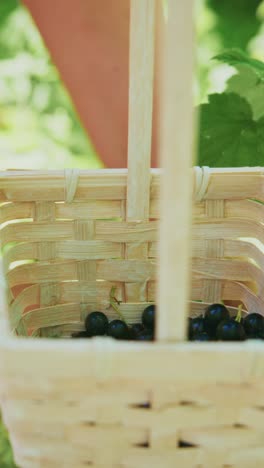 harvesting berries: a close-up of freshly picked blackberries gathered by hand into a handwoven basket surrounded by lush greenery and nature's bounty