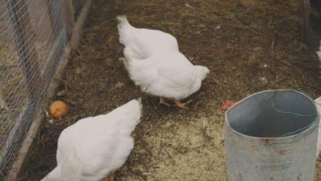 white chickens feeding on the ground -slow motion
