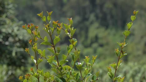 Frische-Grüne-Arrayan-Blätter,-Die-Sich-Sanft-Mit-Bokeh-Laubhintergrund-Wiegen