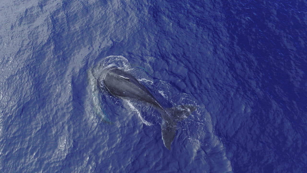 Humpback whale calf glides about in the deep blue ocean's surface before getting a quick breath of air and diving back down