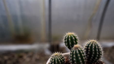 close-up of small green cacti in a pot