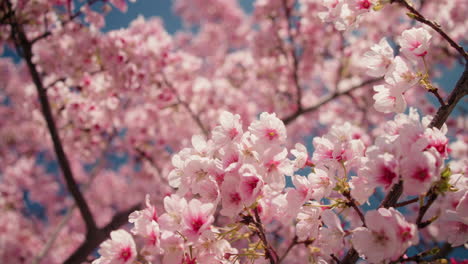 hermosas flores de cerezo rosadas
