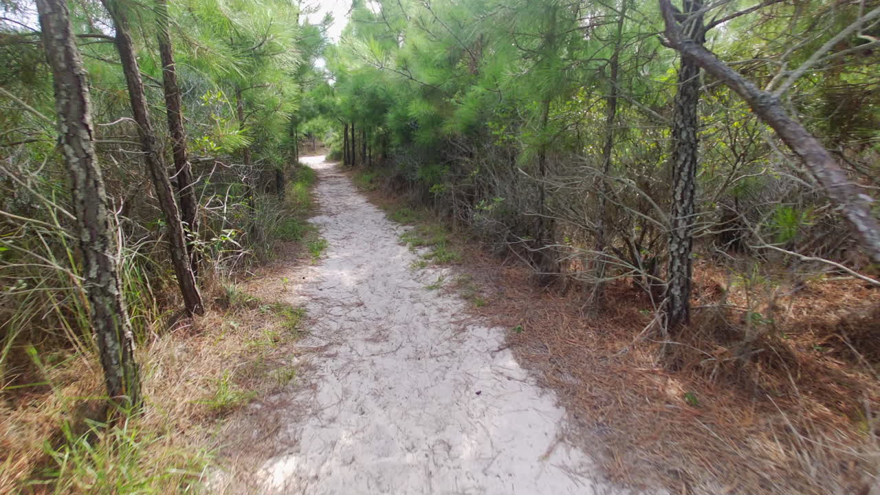 Nature trail on Assateague Island passes through a stand of pine trees