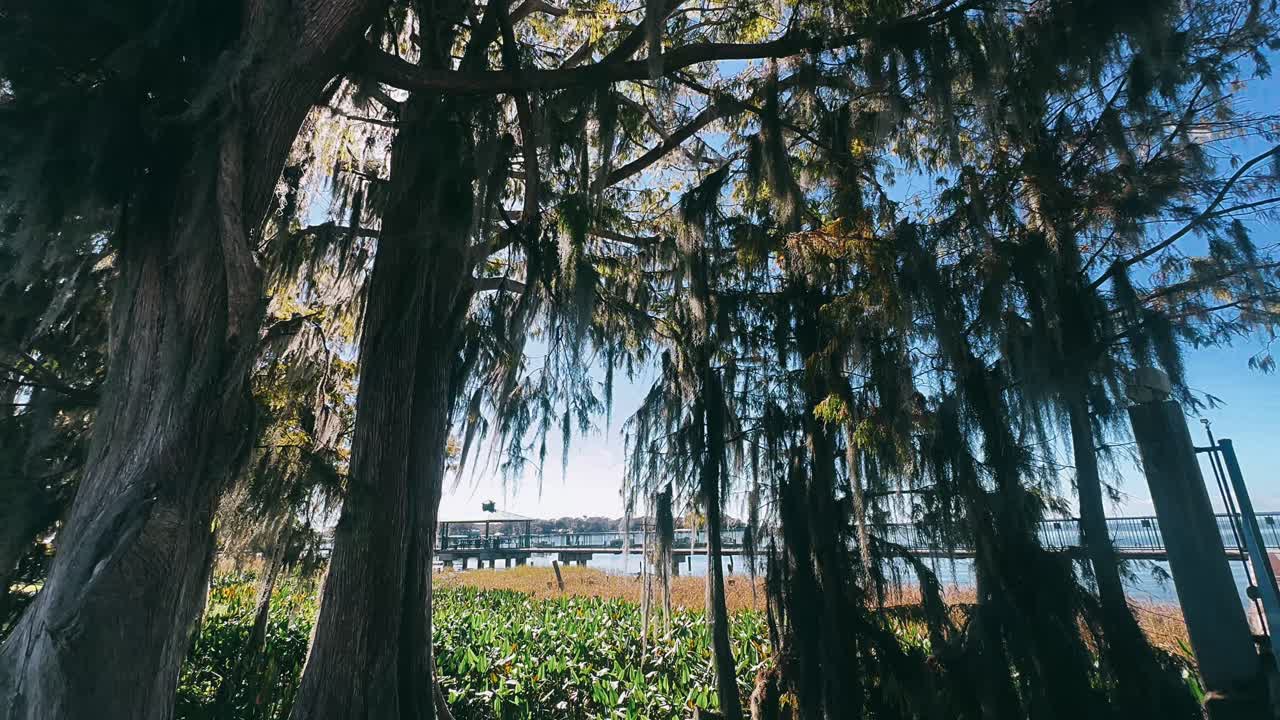 평온 한 호수 를 내려다보는 사이프러스 나무 와 스페인 모스