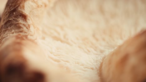 close-up of shiitake mushroom slice