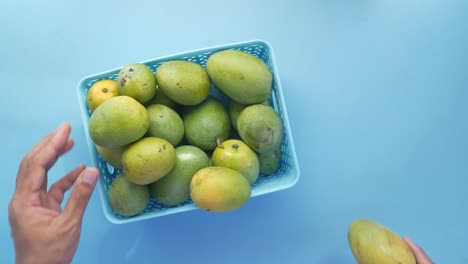 recogiendo mangos a mano de una canasta