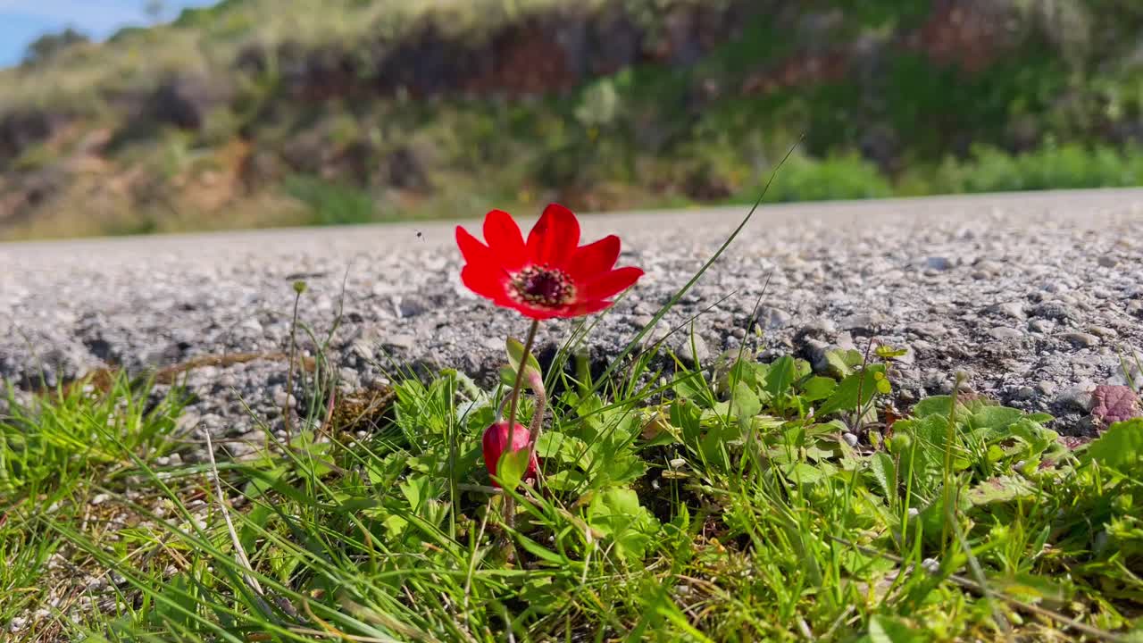 Small red flower next to a rural road on a sunny day