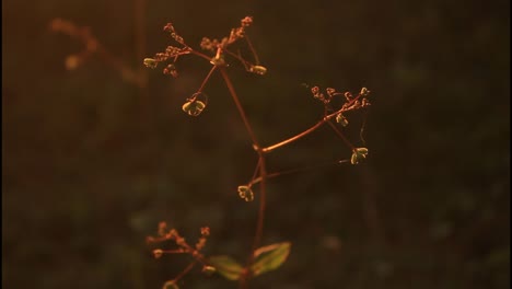 primer plano de la planta al atardecer