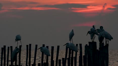 The-Great-Egret,-also-known-as-the-Common-Egret-or-the-Large-Egret