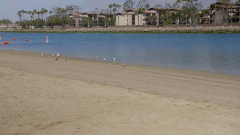 Seagulls-in-a-suburban-canal