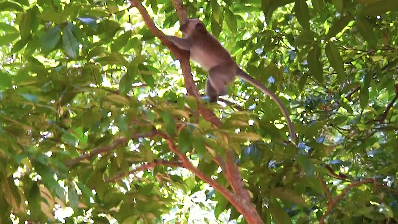 Macaque monkey climb up tree and eat in forest at dayang bunting island