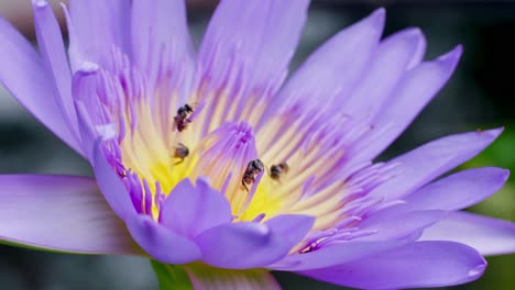 flor de loto púrpura de primer plano con enjambre de abejas en la superficie del agua