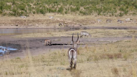 reedbuck antelope male watching his family and zebra herd in african savanna. wild animals in natural habitat, full frame slow motion