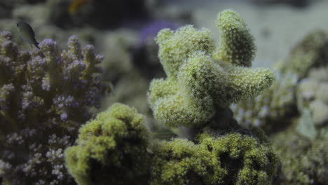 cactus coral in the reef of the red sea