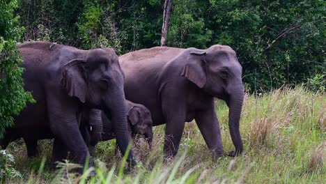 Los-Elefantes-Asiáticos-Son-Especies-En-Peligro-De-Extinción-Y-También-Son-Residentes-De-Tailandia