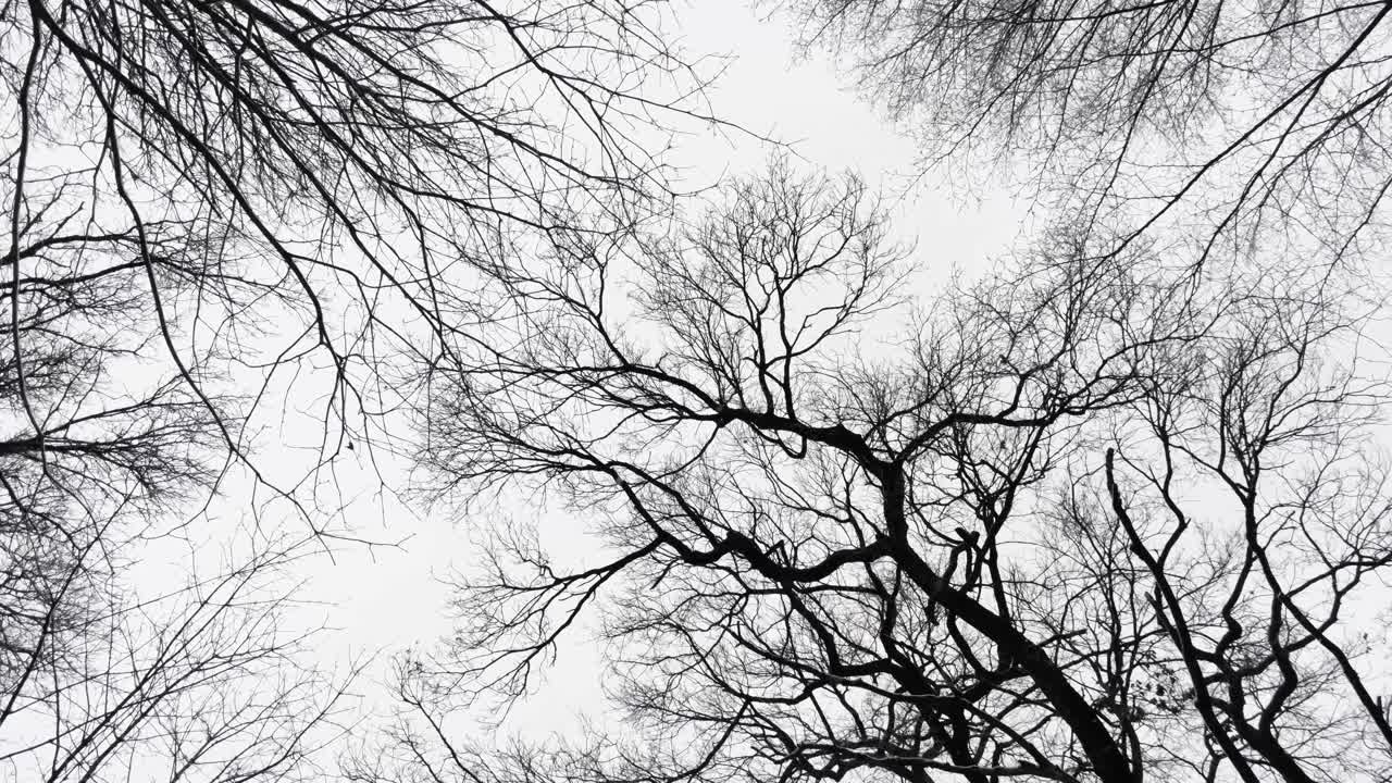 Slow aerial push through silhouetted branches in a bare mysterious forest
