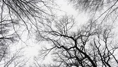 Slow-aerial-push-through-silhouetted-branches-in-a-bare-mysterious-forest