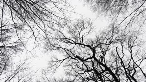 slow aerial push through silhouetted branches in a bare mysterious forest