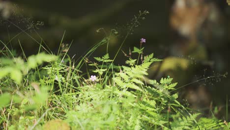 A-close-up-shot-of-the-grass,-flowers,-and-ferns-on-the-lush-meadow