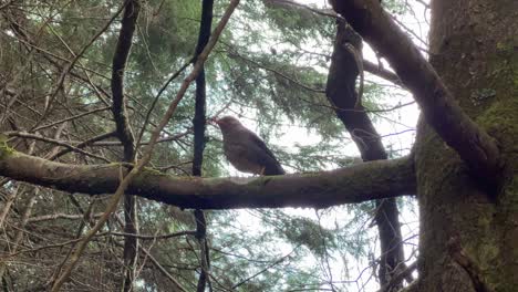 a wild bird flying from one branch to another in the forest. turdus poliocephalus, tropical bird in the wild