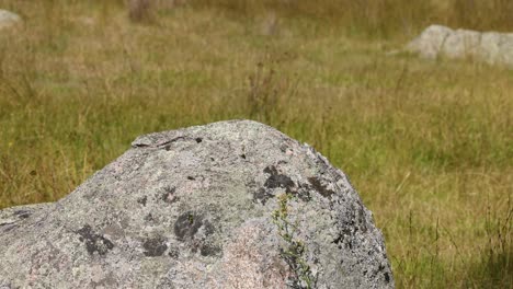 bottle hits rock and bounces off in grass