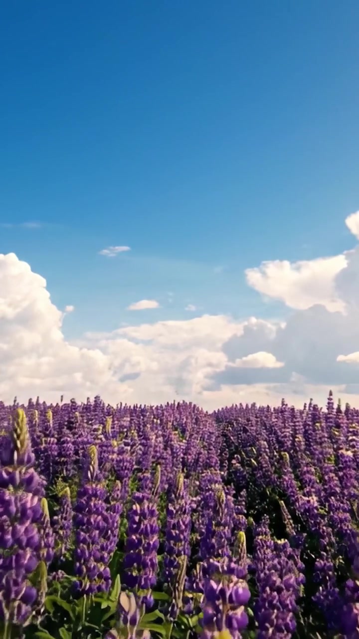 Un paesaggio sereno di vivaci fioriture viola sotto un cielo azzurro limpido, che mette in mostra rigogliosi campi di lupini baciati dalla luce naturale.