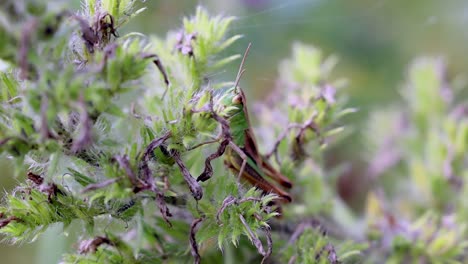 disparo de cerca de la langosta saltamontes camuflada descansando en la planta en la naturaleza