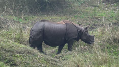 an endangered one horned rhino walking along the bank of a river in the chitwan national park in nepal