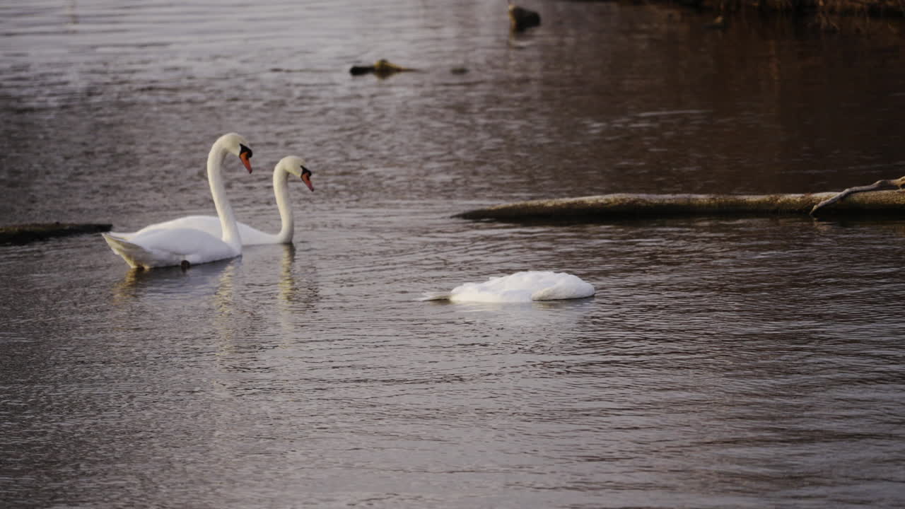 two swans inspect dead swan on cold winter day