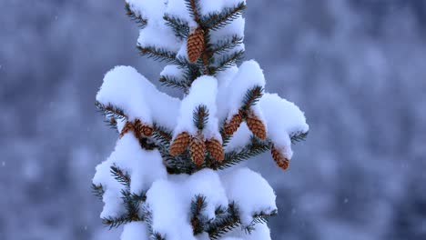 bozeman montana ponderosa pine tree in fresh snow in slow motion 4k