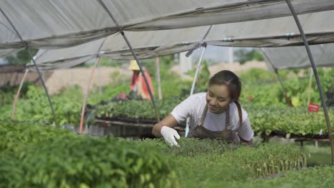 smart farm concept and farm technology a smart asian girl uses a tablet to check the quality and quantity of the organic vegetable garden at the garden houses.