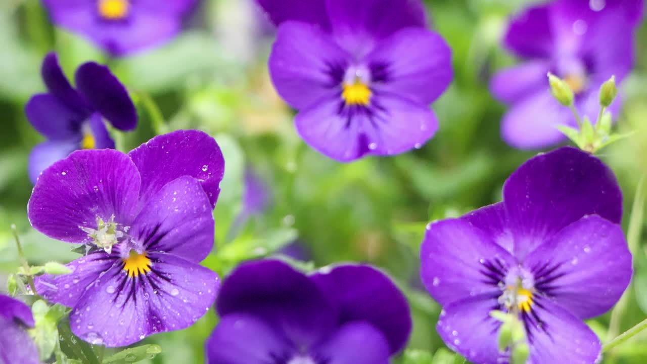 la mejor vista en tokio